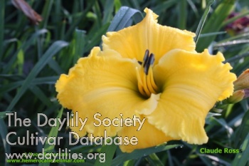 Daylily Claude Ross